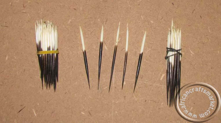 Porcupine quills 8-10cm