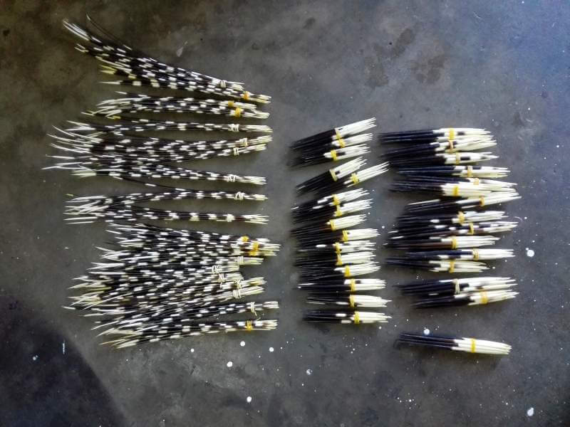 Porcupine quills