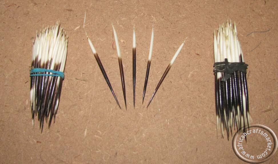 Porcupine quills