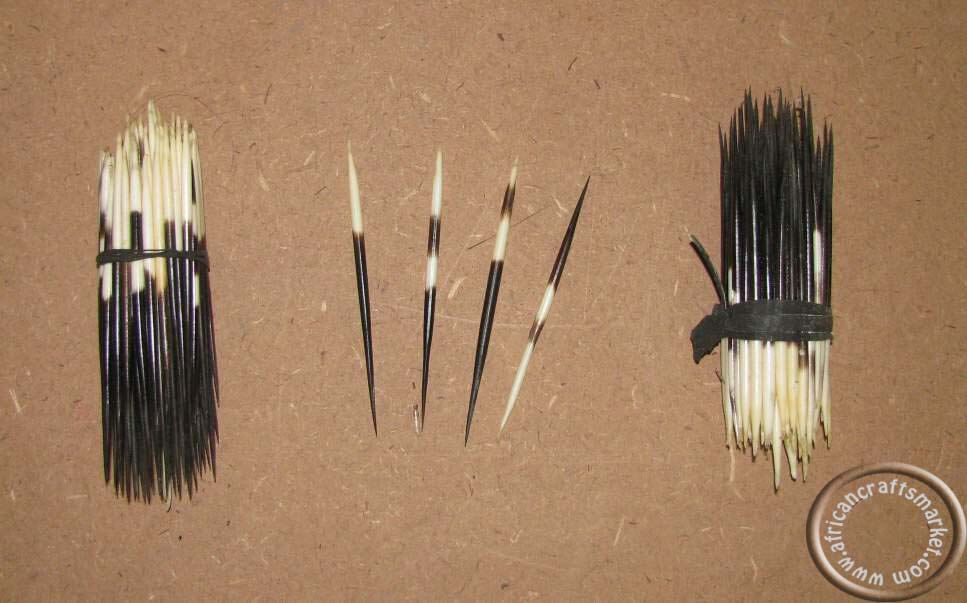 Porcupine quills 10-12cm
