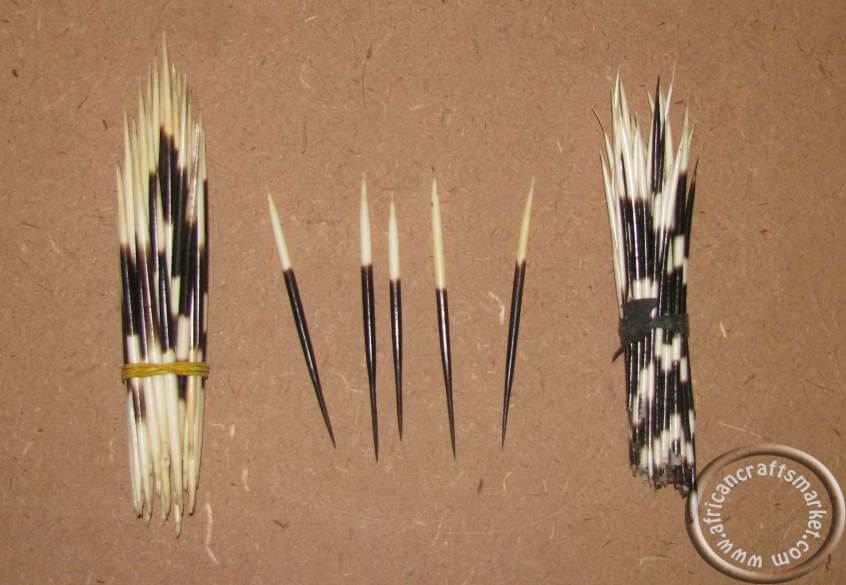 Porcupine quills 12-15cm