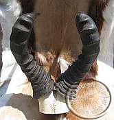 Red Hartebeest skull plate