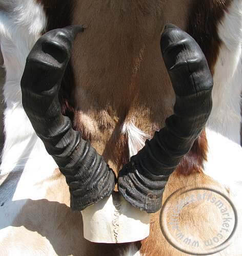 Hartebeet skull plate African Hartebeet skull plate