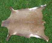Bushbuck skin / hide Bushbuckk skin - hide
