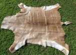 Kudu hide Kudu hide - skin