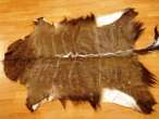 Male Nyala skin / hide Male Nyala hide