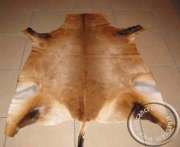 African Hartebeest hide Red Hartebeest skull plate