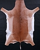 African Impala hide