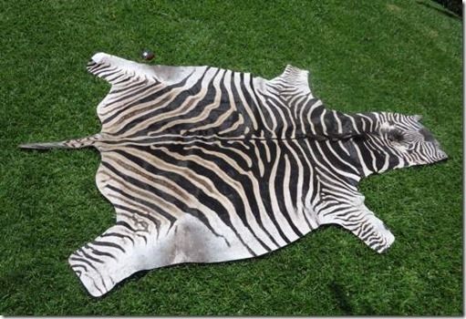 African Burchell Zebra hides / skins - B grade