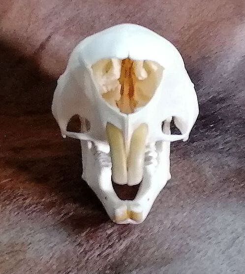 South African porcuioine skull