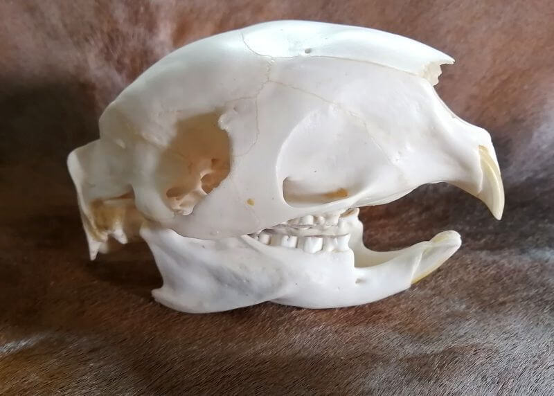 South African porcuioine skull