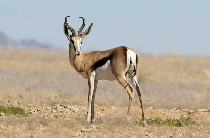African Springbok in Namibia