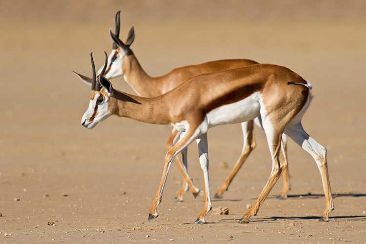 African Springbok animals
