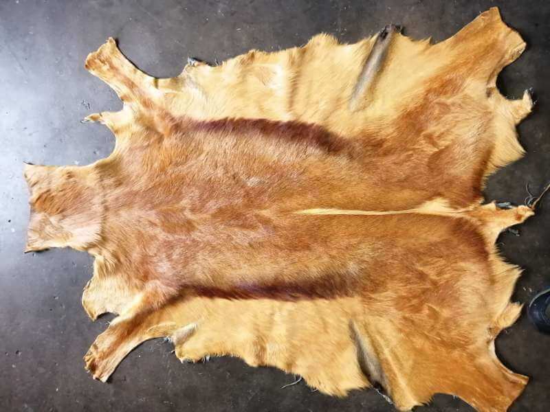 Springbok hide - Ochre colour