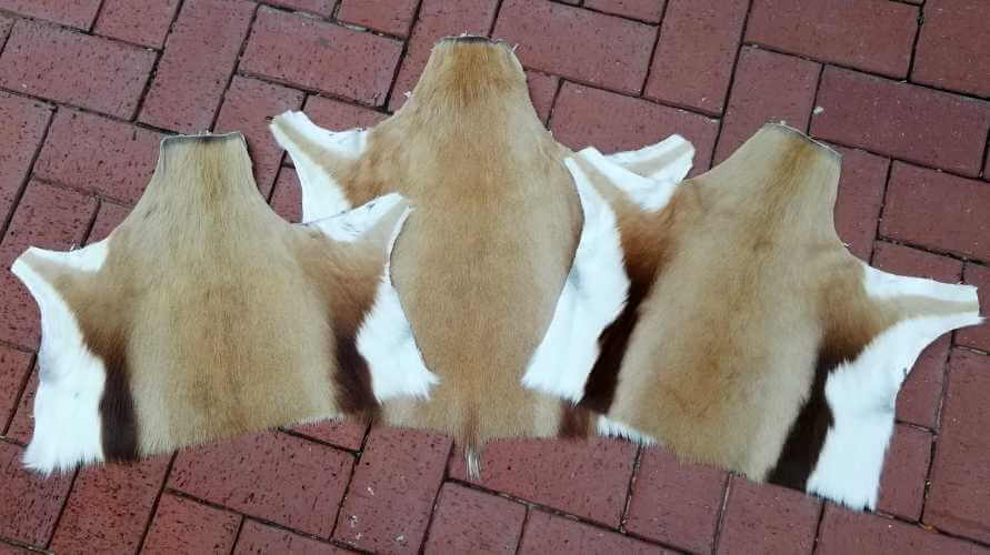 Springbok hide offcuts