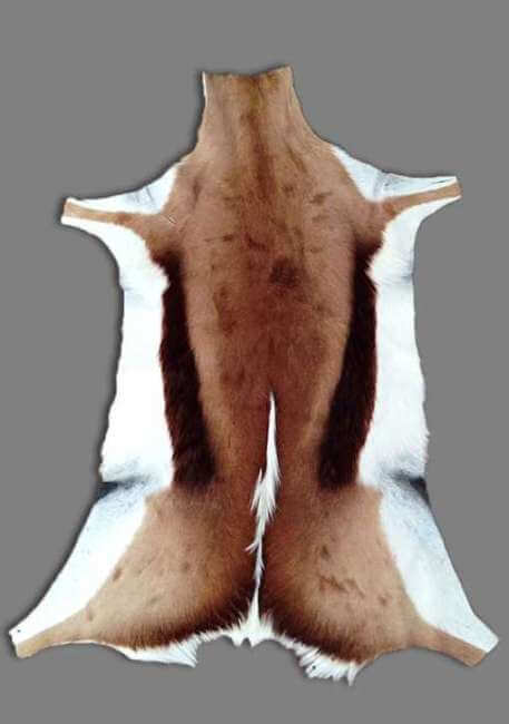 Springbok hide Springbok hide