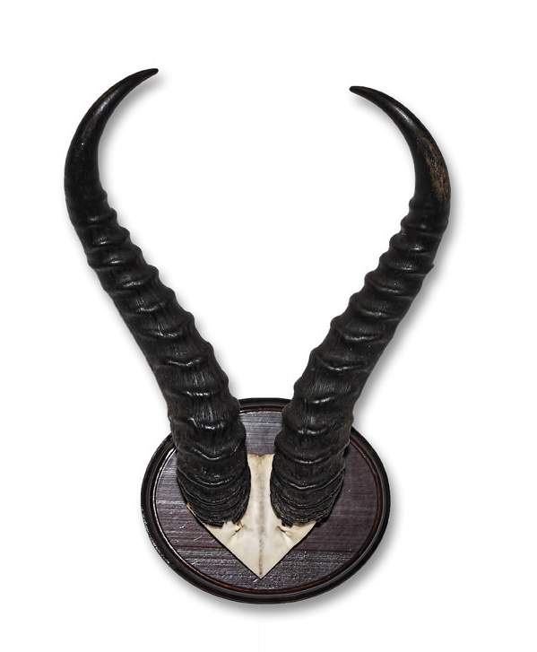 Springbok horn skull plate on shield African Springbok horn skull plate on shield