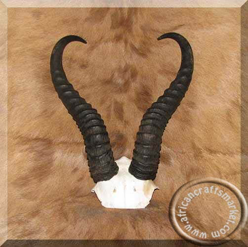 Springbok horn skull plate African Springbok horn skull plate