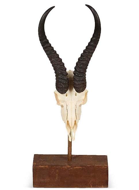 Springbok skull Springbok skull