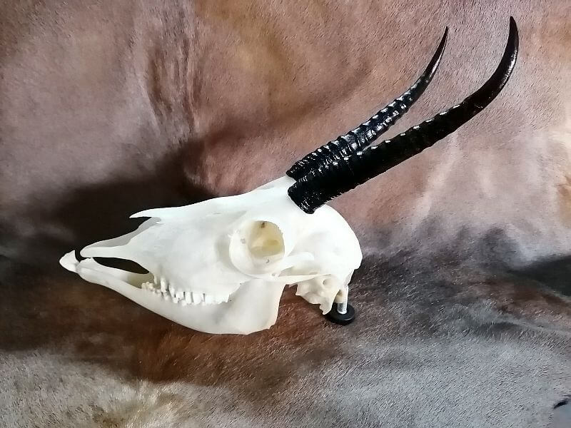 Female Springbok skull / bottom jaw Female Springbok skull / bottom jaw