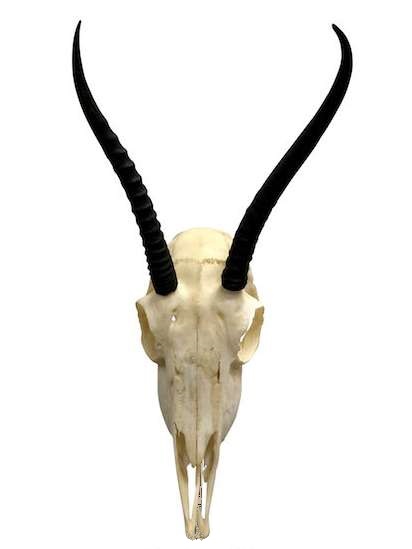 Female Springbok skull Female Springbok skull