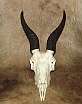 Springbok hide