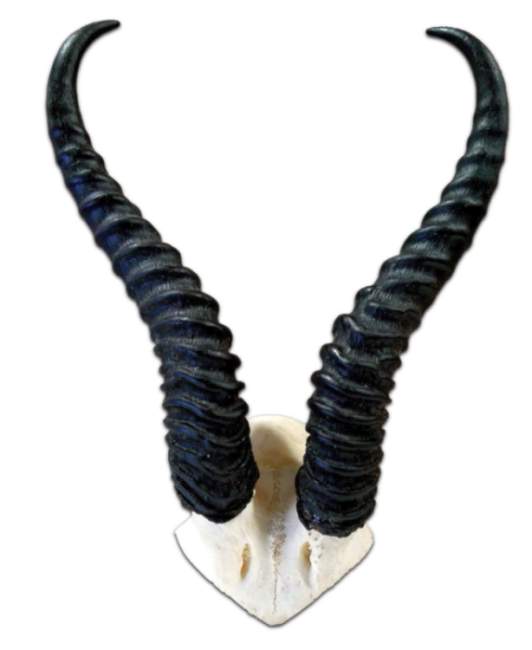 Springbok skull plate Springbok skull plate