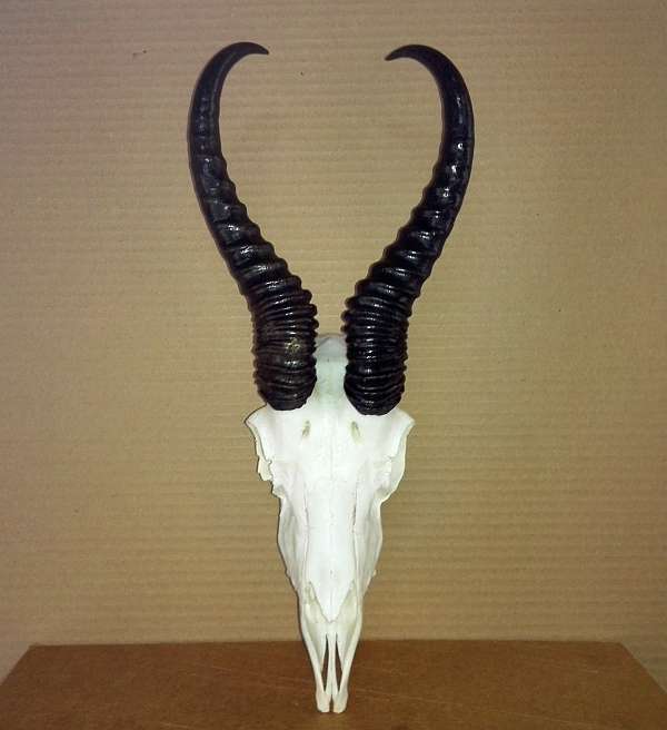 Springbuck skull African Springbuck skull