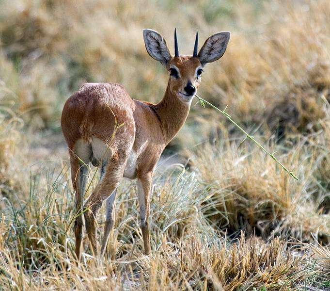 Steenbok