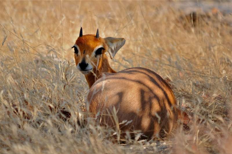 Steenbok
