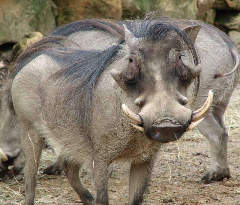 African Warthog