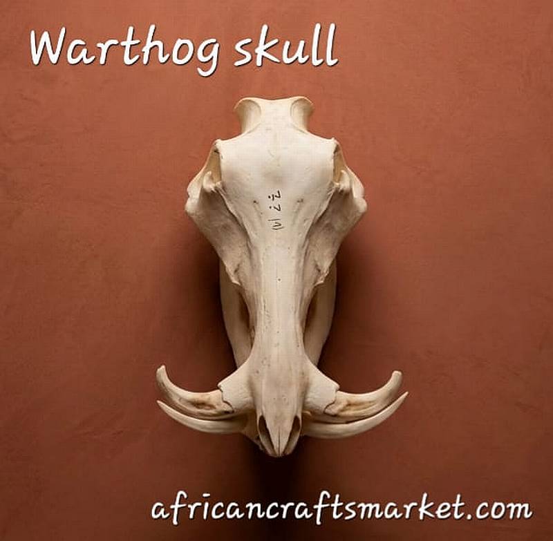 African Warthog skull