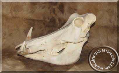 Warthog skull side view