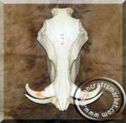 Warthog skull
