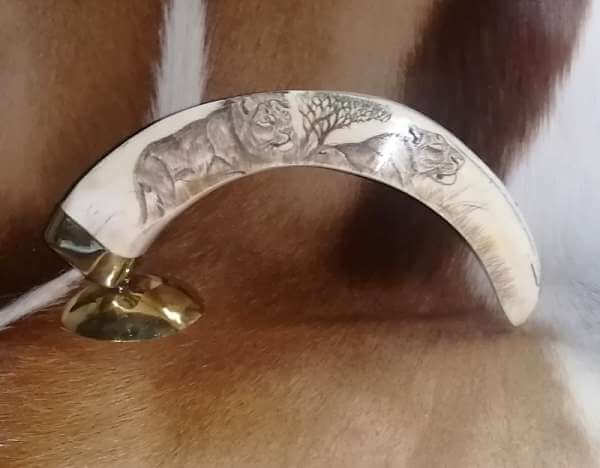 Scrimshaw Warthog Tusk - lions