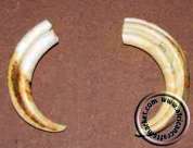 Warthog tusks