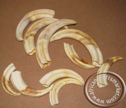Warthog tusks