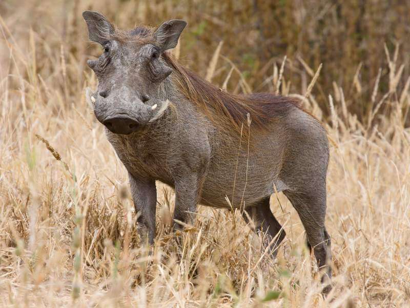 Warthog