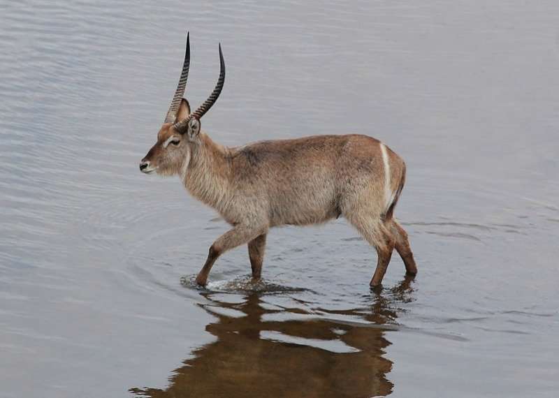 African Waterbuck in water African Waterbuck