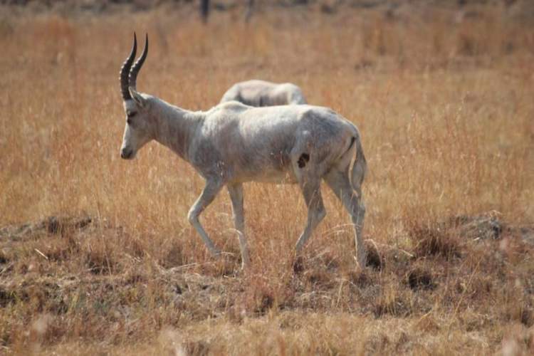 Blesbok