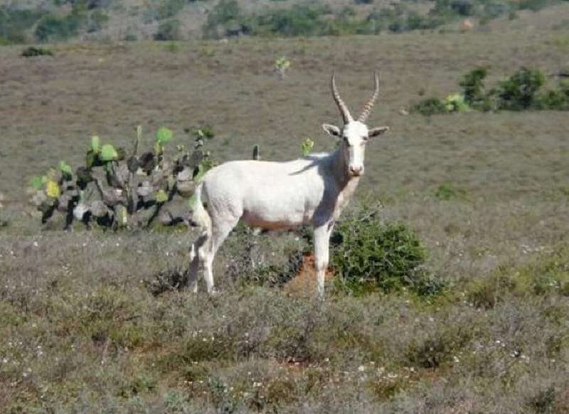 White Blesbok African white Blesbuck