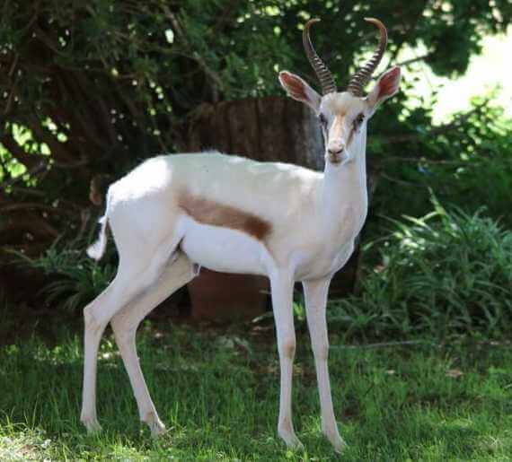 White  springbok