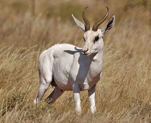African Springbok animals