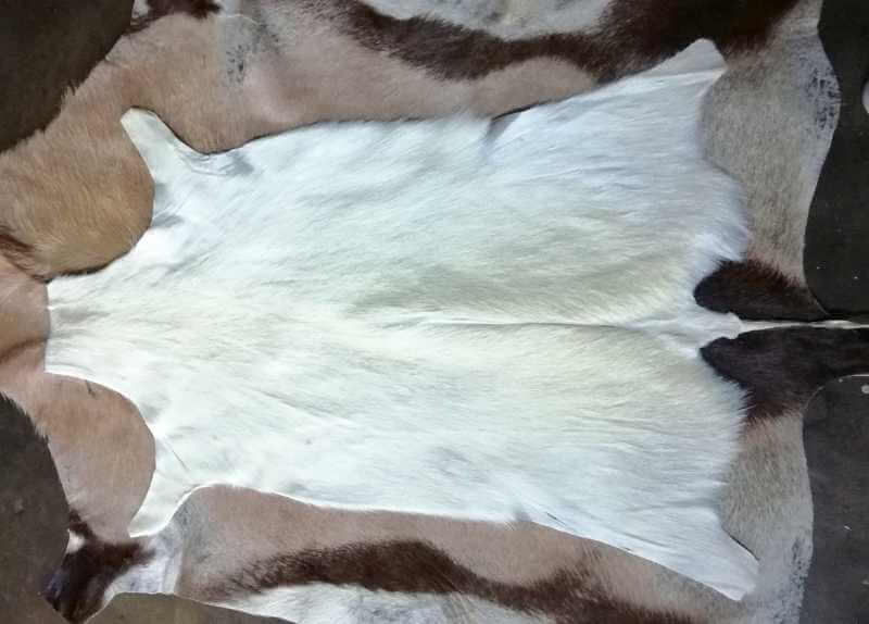 Dyed Reedbuck hide / skin