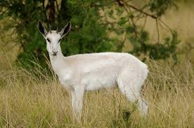African Springbok - white