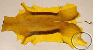 Yellow Springbok hide