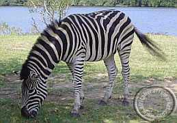 Zebra