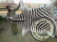 Zebra Burchell