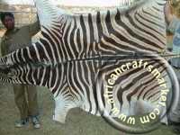 Burchell Zebra hide
