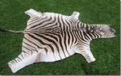Burchell Zebra hide A Grade Zebra skins